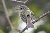 Mottle-cheeked Tyrannulet, Santuario do Caraca, Minas Gerais, Brazil, October 2022 - click for larger image