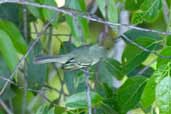 Olive-green Tyrannulet, near Manaus, Amazonas, Brazil, August 2004 - click for larger image