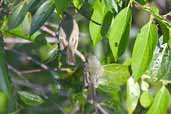 Olive-green Tyrannulet, near Manaus, Amazonas, Brazil, August 2004 - click for larger image