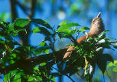 Squirrel Cuckoo, Parque Estadual Cantareira, São Paulo, Brazil, July 2001 - click for larger image