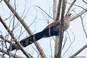 Squirrel Cuckoo, Antigua, Guatemala, March 2015 - click for larger image