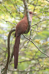 Squirrel Cuckoo, Tarapoto, San Martin, Peru, October 2018 - click for larger image