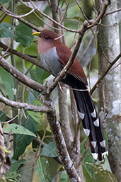 Squirrel Cuckoo, Baeza, Napo, Ecuador, November 2019 - click for larger image