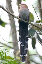 Squirrel Cuckoo, Intervales, São Paulo, Brazil, April 2004 - click for larger image