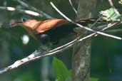 Black-bellied Cuckoo, São Gabriel da Cachoeira, Brazil, August 2004 - click for larger image