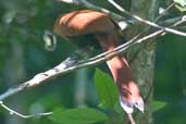 Black-bellied Cuckoo, São Gabriel da Cachoeira, Brazil, August 2004 - click for larger image