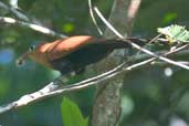 Black-bellied Cuckoo, São Gabriel da Cachoeira, Brazil, August 2004 - click for larger image