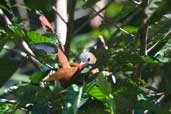 Black-bellied Cuckoo, São Gabriel da Cachoeira, Brazil, August 2004 - click for larger image