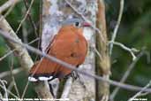 Black-bellied Cuckoo, Cristalino, Mato Grosso, Brazil, December 2006 - click for larger image