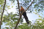 Black-bellied Cuckoo, Cristalino, Mato Grosso, Brazil, April 2003 - click for larger image