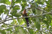 Black-bellied Cuckoo, Cristalino, Mato Grosso, Brazil, April 2003 - click for larger image