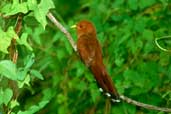 Little Cuckoo, Caseara, Tocantins, Brazil, January 2002 - click for larger image