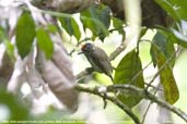 Male White-wedged Piculet, Mata de Balbina, Bandeira, Minas Gerais, Brazil, October 2008 - click for larger image