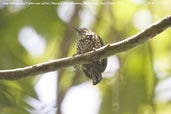 Male White-wedged Piculet, Mata de Balbina, Bandeira, Minas Gerais, Brazil, October 2008 - click for larger image