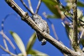 Female White-wedged Piculet, Camacã, Bahia, Brazil, November 2008 - click for larger image