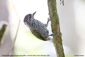 Female White-wedged Piculet, Camacã, Bahia, Brazil, November 2008 - click for larger image