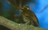 Female White-browed Woodpecker, Parque Estadual Cantareira, São Paulo, Brazil, July 2001 - click for larger image