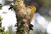  White-browed Woodpecker, Sao Francisco de Paula, Rio Grande do Sul, Brazil, October 2022 - click for larger image