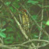 Male Golden-green Woodpecker, Minas Gerais, Brazil, February 2002 - click for larger image