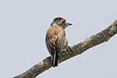 White-barred Piculet, Serra de Canastra, Minas Gerais, Brazil, October 2022 - click for larger image