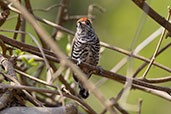 White-barred Piculet, Serra de Canastra, Minas Gerais, Brazil, October 2022 - click for larger image