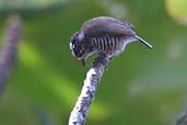 Female White-barred Piculet, Ubatuba, S&atilde;o Paulo, Brazil, August 2002 - click for larger image