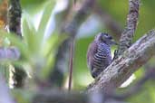 Female White-barred Piculet, Ubatuba, São Paulo, Brazil, August 2002 - click for larger image