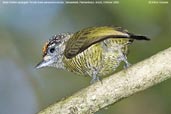 Male Golden-spangled Piculet, Tamandaré, Pernambuco, Brazil, October 2008 - click for larger image