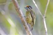 Male Golden-spangled Piculet, Porto Seguro, Bahia, Brazil, October 2008 - click for larger image