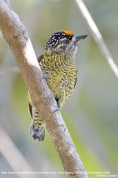 Male Golden-spangled Piculet, Porto Seguro, Bahia, Brazil, October 2008 - click for larger image