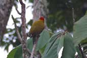 Yellow-throated Woodpecker, Boa Nova, Bahia, Brazil, July 2002 - click for larger image