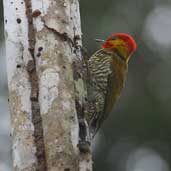 Male Yellow-throated Woodpecker, Boa Nova, Bahia, Brazil, July 2002 - click for larger image