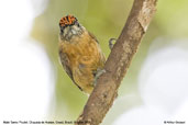 Male Tawny Piculet, Chapada de Araripe, Ceará, Brazil, October 2008 - click for larger image