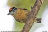 Male Tawny Piculet, Chapada de Araripe, Ceará, Brazil, October 2008 - click for larger image