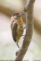 Male Tawny Piculet, Chapada de Araripe, Ceará, Brazil, October 2008 - click for larger image