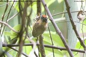 Male Tawny Piculet, Chapada de Araripe, Ceará, Brazil, October 2008 - click for larger image