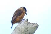 Female Tawny Piculet, Murici, Alagoas, Brazil, March 2004 - click for larger image