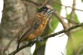 Female Tawny Piculet, Murici, Alagoas, Brazil, March 2004 - click for larger image
