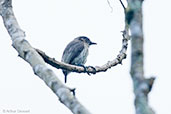 Female Greyish Piculet, Montezuma, Tatama, Risaralda, Colombia, April 2012 - click for larger image