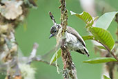 Female Greyish Piculet, Montezuma, Tatama, Risaralda, Colombia, April 2012 - click for larger image