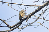 Lafresnaye's Piculet, Quebrada Upaquihua, San Martin, Peru, October 2018 - click for larger image