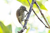 Lafresnaye's Piculet, Sani Lodge, Sucumbios Ecuador, November 2019 - click for larger image