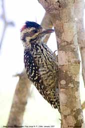 Male Striped Woodpecker, Guaraí, Tocantins, Brazil, February 2002 - click for larger image