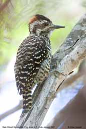 Male Striped Woodpecker, Guaraí, Tocantins, Brazil, February 2002 - click for larger image