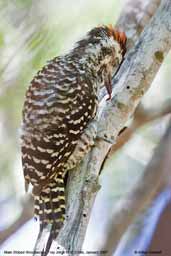 Male Striped Woodpecker, Guaraí, Tocantins, Brazil, February 2002 - click for larger image