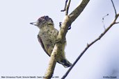 Male Ochraceous Piculet, Serra de Baturité, Ceará, Brazil, October 2008 - click for larger image