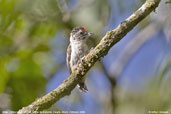 Male Ochraceous Piculet, Serra de Baturité, Ceará, Brazil, October 2008 - click for larger image