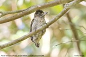 Female Ochraceous Piculet, Serra de Baturité, Ceará, Brazil, October 2008 - click for larger image