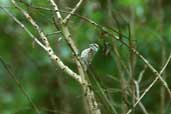 Female Chequered Woodpecker, Guaraí, Tocantins, Brazil, February 2002 - click for larger image