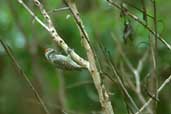 Male Chequered Woodpecker, Guaraí, Tocantins, Brazil, February 2002 - click for larger image